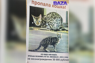 Поиски любимой кошки губернатора Иркутской области: необычное движение в «Молодой гвардии»