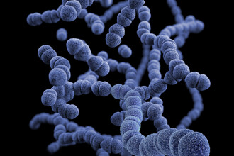 Четыре американца умерли от инфекции Vibrio vulnificus