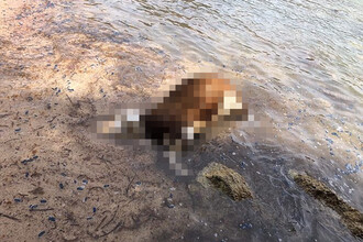 Гниющие туши скота: Злоупотребление международными правилами и угроза экосистеме