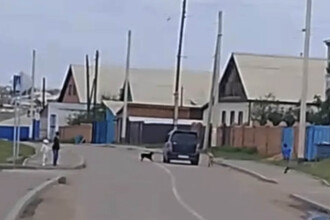 Жестокое обращение с животными: новые случаи и призывы к ответственности