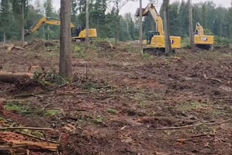 Вырубка леса в Редькино-2: Экологи бьют тревогу из-за незаконной вырубки и рисков для биоразнообразия