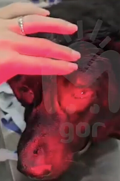 Жестокость к животным: Владикавск шокирует новым случаем нападения