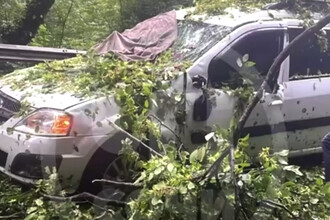 Трагедия в Сочи: Дерево раздавило автомобиль, а в Саратове – серьезное ДТП с пострадавшими