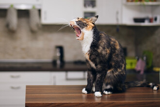 Toxoplasma gondii: Неожиданная угроза для человеческого мозга