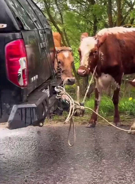 Жестокое обращение с животными: издевательства, пренебрежение и последствия