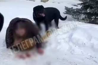 В Екатеринбурге владельцев ротвейлера, напавшего на мать и ребенка, обязали выплатить компенсацию