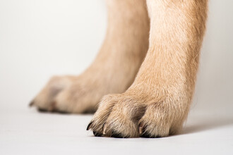 Швейцарский Чемпионат по Танцам с Собаками: Людмила и Ларри Выиграли!